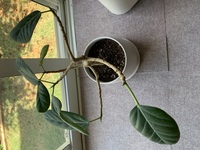 ゴムの木に新しい枝は出てくるのでしょうか 上に上にばかり葉っぱが出てきてしま Yahoo 知恵袋