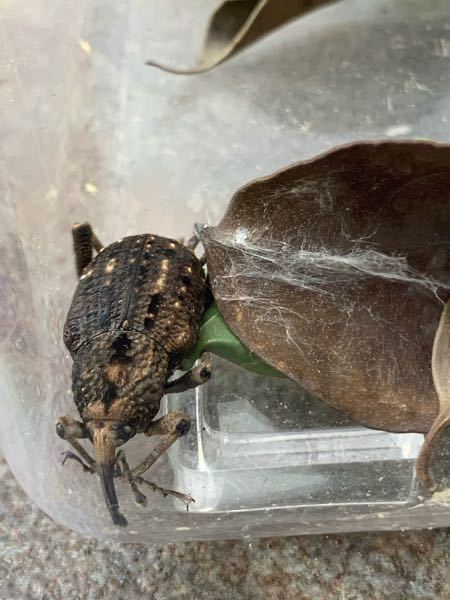 自宅の庭にいたのですが 何という昆虫でしょうか オオゾウムシです Yahoo 知恵袋