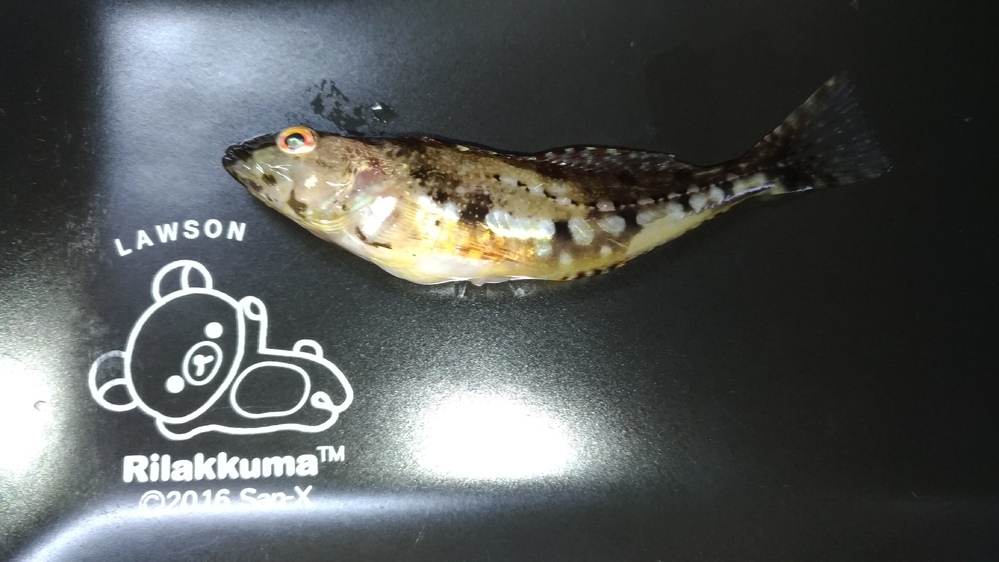 釣りのコツを教えてください 魚がルアーやサビキをつついた Yahoo 知恵袋