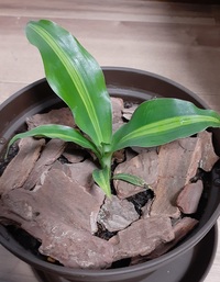 先日 ダイソーで観葉植物を買ったのですが 名前がわかりません D 色々 Yahoo 知恵袋