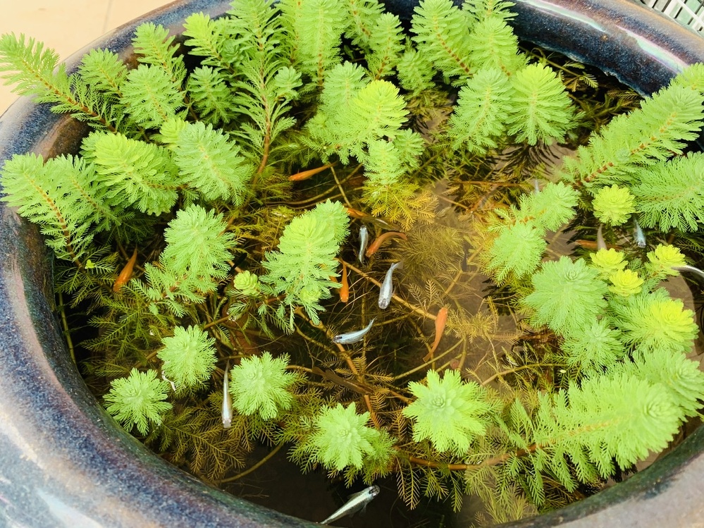 水草として使われているオレンジミリオフィラムは特定外来種に入るので Yahoo 知恵袋