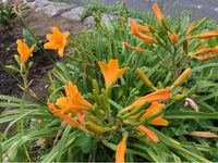この花の名前を教えてください カンゾウとは違うのでしょうか Yahoo 知恵袋