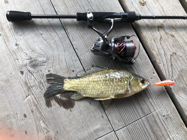 魚類で一番デカイのと一番小さいのを教えてください また一番長生き Yahoo 知恵袋