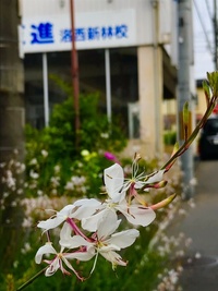 ドウダンツツジが家の庭にあります が 花が咲かないのです 剪定時期が Yahoo 知恵袋