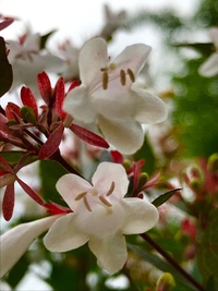 この花は何かしら ドウダンツツジではないですよね アベリアだ Yahoo 知恵袋