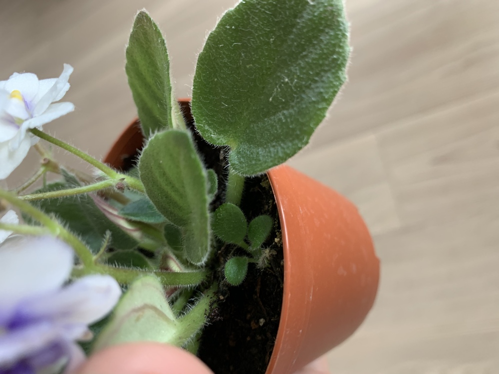 ミニセントポーリアの鉢を購入しました。次々とお花を咲かせてくれて