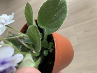 ミニセントポーリアの鉢を購入しました 次々とお花を咲かせてくれて Yahoo 知恵袋