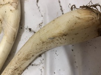 ネギについていたのですが 虫の卵でしょうか なんの虫か分かる方教えてください Yahoo 知恵袋