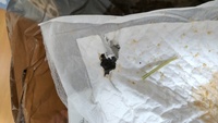 生後3ヶ月のうさぎが 深夜ペットシーツ約3cmを誤食していました Yahoo 知恵袋