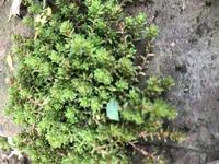 庭のセダムが繁殖しすぎて困っています 他の植物を枯らさずにセダムを全部枯ら Yahoo 知恵袋