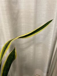 サンスベリアの葉の上部分から葉が柔らかくなる原因は何ですか 以前 根腐 Yahoo 知恵袋