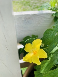 ゴーヤやカレンデュラ マロウの花の中に小さな虫がいるのですが 名前 Yahoo 知恵袋