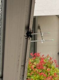 グロ注意 毎年この季節になるとこの蜘蛛が窓枠に出現します Yahoo 知恵袋