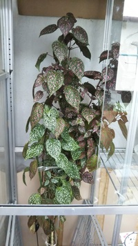 これは何て言う植物でしょうか 教えてください ヒポエステスで Yahoo 知恵袋