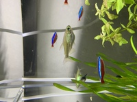 熱帯魚のコンゴテトラを飼育して１か月半ほど経過したのですが この２ Yahoo 知恵袋