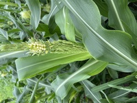 トウモロコシに オルトランは効くのでしょうか 記載されていなかったのです Yahoo 知恵袋