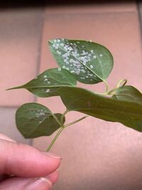 ベランダのクレマチスの葉の裏に白いものが沢山ついています ついてる葉は Yahoo 知恵袋