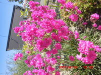 この花の名前を失念してしまいました ご存じの方是非教えて下さい 八重の Yahoo 知恵袋