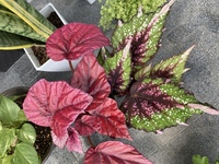 この植物の名前はなんですか 赤色の葉の植物と 中央が赤っぽく周りがグリーン Yahoo 知恵袋