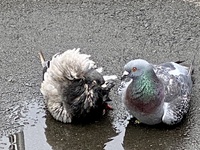 左側の鳥の名前を教えてください 普通のどこにでもある公園にいました ネットで Yahoo 知恵袋