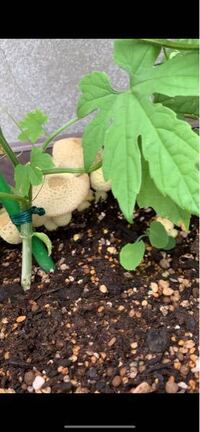野菜のプランター ゴーヤ に白いキノコが塊で生えてきました Yahoo 知恵袋