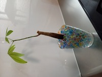 水耕栽培のパキラにあげる肥料はどんなものが良いですか ハイポネックス微 Yahoo 知恵袋