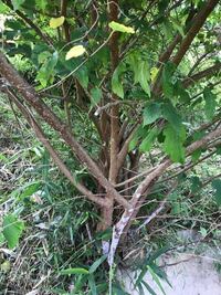 桑の木を剪定したいのですが 根元から複数の幹が出ています この場合 Yahoo 知恵袋