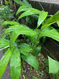 茗荷が沢山生えてきました 茗荷が生えてくる前に 花の種を植えた場所で 茗荷の Yahoo 知恵袋