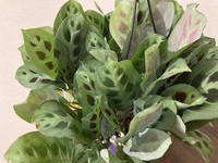 この 観葉植物の名前を教えてください よろしくお願い申し上げます ヒョ Yahoo 知恵袋