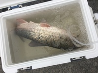 先程 石巻漁港で50センチ位の魚が釣れました この魚は何でしょうか お分かり Yahoo 知恵袋