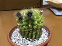 今サボテンを育てているのですが 去年の冬に水を多めにあげてしまったせい Yahoo 知恵袋