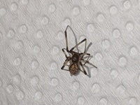 部屋でこの蜘蛛を見つけました。
ハイイロゴケグモに似ていると思い心配です。
この蜘蛛はハイイロゴケグモでしょうか？ 