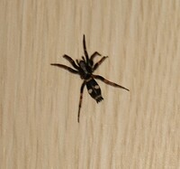 ハエトリグモの繁殖期は ハエトリグモと一口に言っても世 Yahoo 知恵袋