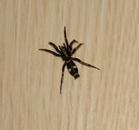 家にハエトリグモらしきクモがでたのですが、このハエトリグモの種類は何でしょうか？大きさは15mm程度です
一通り調べたのですが見つからず… 