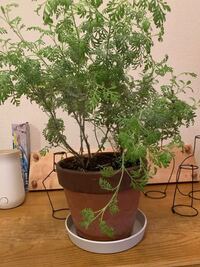 レースラベンダーの植え付け間隔についての質問です レースラベンダーを8株 Yahoo 知恵袋