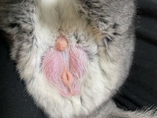 チンチラのオス 12生まれです 最後6ヶ月になると思 Yahoo 知恵袋