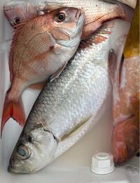 教えて下さい この魚の名前はなんでしょう Yahoo 知恵袋