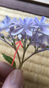 紫陽花の万華鏡の写真です矢印の黄緑色の部分が花でいいんでしょうか Yahoo 知恵袋