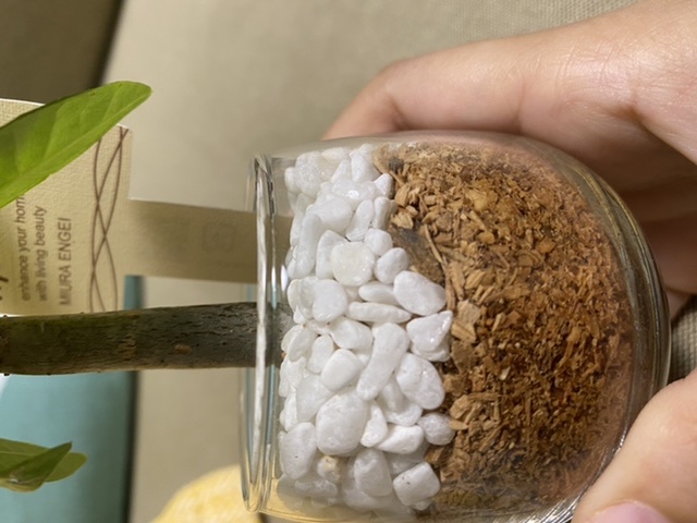 観葉植物パキラを購入したのですが 土ではなく 木くず みたいな物の上に小さな Yahoo 知恵袋