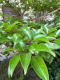 木の名前教えてください 実家にずっと昔から植わってます 何の Yahoo 知恵袋