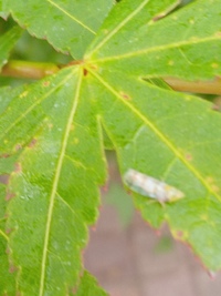 庭木のもみじの葉が葉先のほうから縮れるように枯れてきました 病気 Yahoo 知恵袋