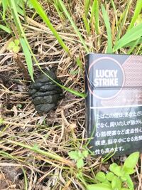 これは何のフンでしょうか 塊が連なっているのでイノシシの糞だと思います Yahoo 知恵袋