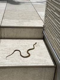 家の前に蛇が出没してテラスの隙間に逃げていきました 毒蛇ではないか Yahoo 知恵袋