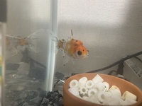 金魚の頭に白いこぶが出来てしまいました お祭りで買った金魚の頭に白いこぶの様 Yahoo 知恵袋