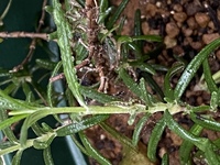 ラベンダーでポプリを作ろうとしましたら 1mmほどの虫を発見しました 切 Yahoo 知恵袋