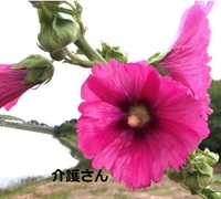 この花の名前は何ですか 撮影日は21年6月12日で撮影場所は兵庫県です Yahoo 知恵袋