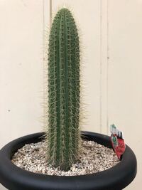 この柱サボテンの種類を教えて下さい Yahoo 知恵袋