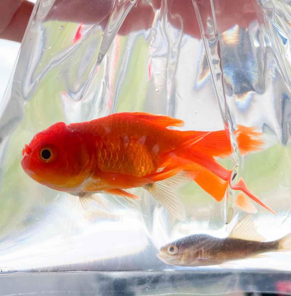 100均の虫かご 水は4l程 で室内にメダカの稚魚が孵化したのですが 稚 Yahoo 知恵袋