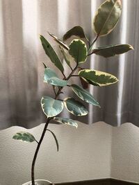 ゴムの木の摘芯 主幹をカットし枝分かれさせる について質問です フィカス Yahoo 知恵袋