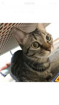 うちの猫ちゃんです 女の子 今は離れて暮らしてるんですけど 今度8月に会う Yahoo 知恵袋